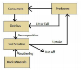 Describe the model of phosphorus cycle in the terrestrial ecosystem